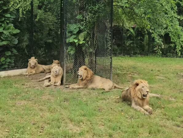 Tragedia en Tailandia: leones atacan y matan a cuidador de zoológico frente a turistas.
