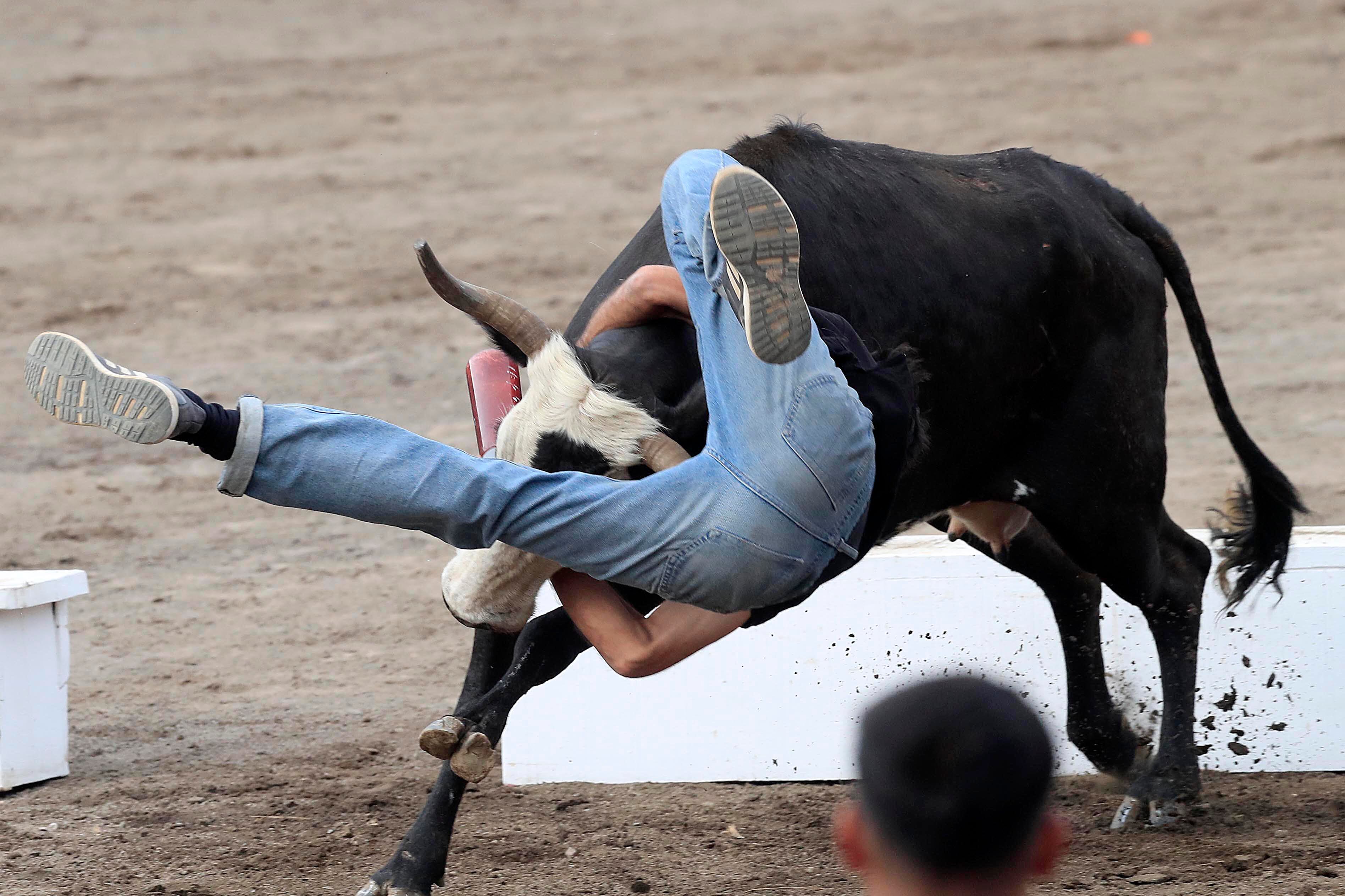 26/12/2023    Zapote. Las emociones volvieron a aparecer, este martes por la tarde, en el Redondel de Zapote con las tradicionales corridas de toros, especialmente con la participación de los toreros improvisados.