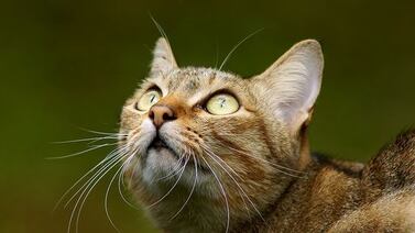 (Video) Arrestan a gatito que iba saliendo de la cárcel muy disimulado pero cargado de droga