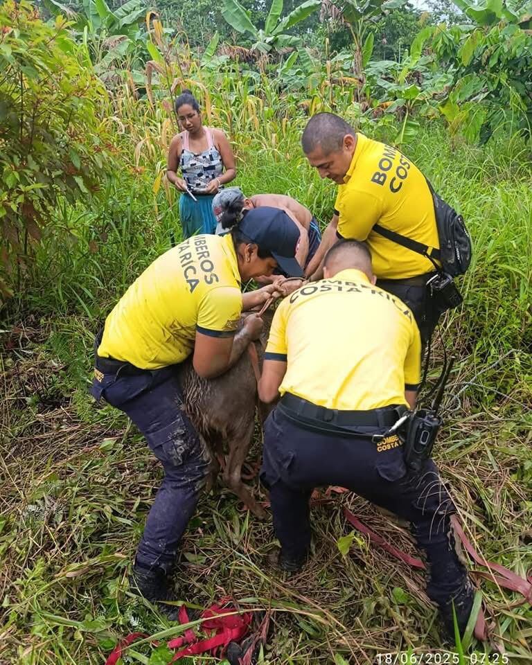 Un venado fue rescatado por los Bomberos luego de caer en un pozo de lodo. Fotos: Bomberos