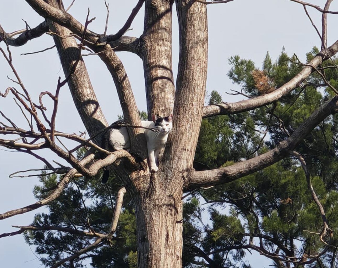 Rescatan a gato que estaba en la copa de un árbol en Heredia. Foto: Tomada de redes sociales