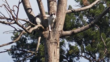 Gatito tuvo un final feliz luego de ver una de sus vidas en peligro
