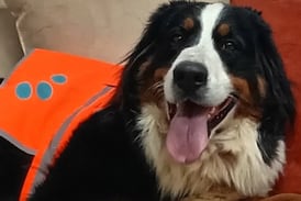 Berna, la perrita que lleva abrazos a enfermos y les regala un ratito de felicidad