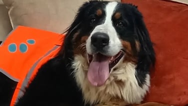Berna, la perrita que lleva abrazos a enfermos y les regala un ratito de felicidad