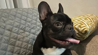 Dueña de Thor, el perro robado por hombres armados, contó cómo recuperaron al peludito