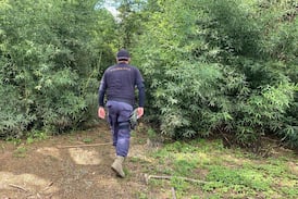 Vecinos de Desamparados se toparon con macabra escena en río Tiribí