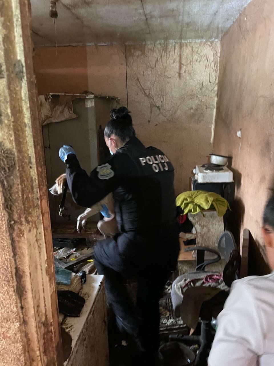 OIJ decomisa 26 perros y 4 gatos por caso de crueldad animal.