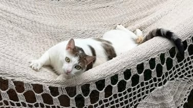Angelito sobrevivió a una tragedia en isla Venado y hoy es el chineado en una familia de siete gatos y un perra