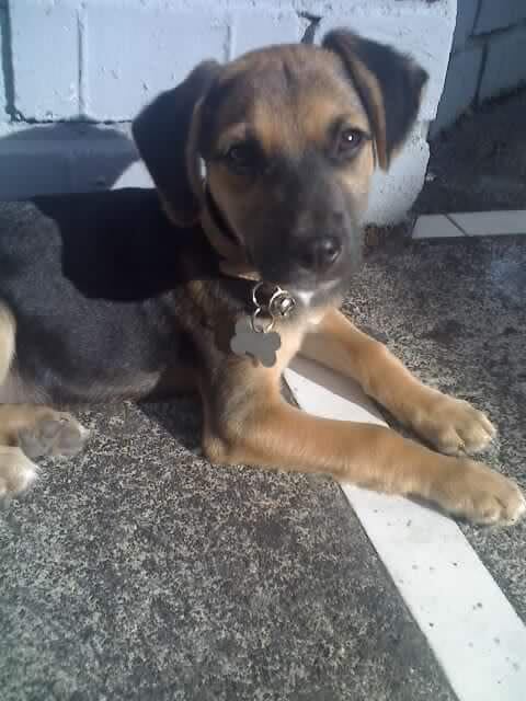 Terremoto de Cinchona despertó un amor sin medida en una joven y así lo demuestra.