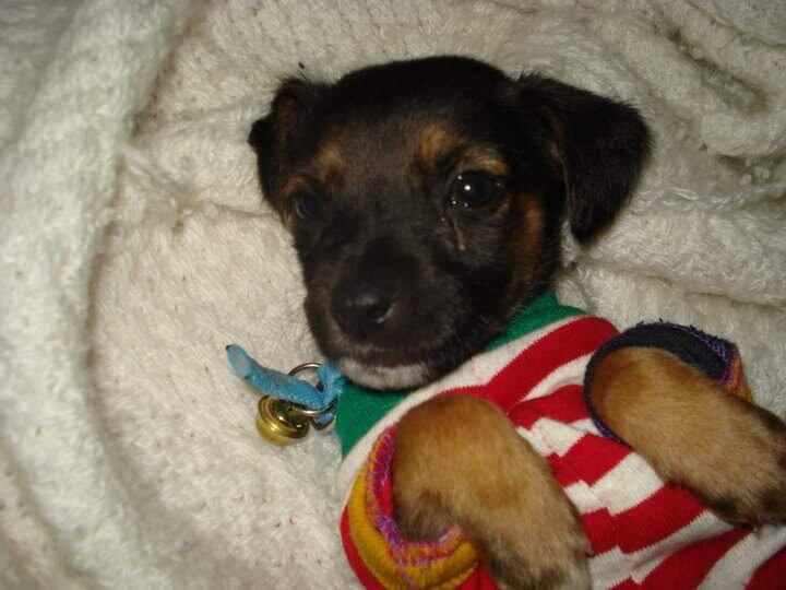 Terremoto de Cinchona despertó un amor sin medida en una joven y así lo demuestra.