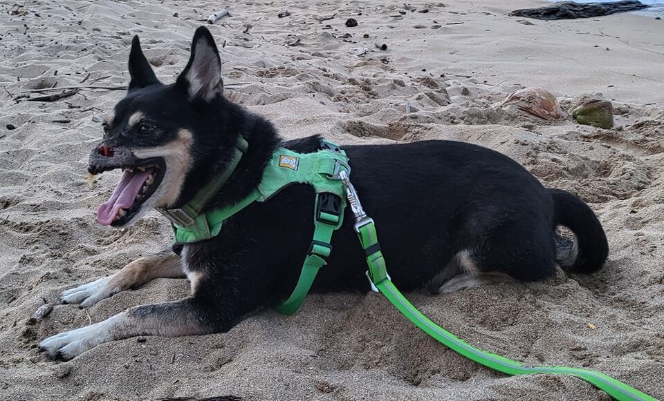 Al zaguatico Duke, símbolo del maltrato animal desde el 2016, se le desarrolló epilepsia, confirmaron los especialistas de la veterinaria Neurovet, después de varios exámenes que le realizaron