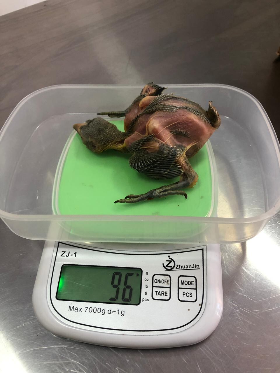 Refugio Animal de Costa Rica recibió en abril pasado 3 tucanes esmeralda