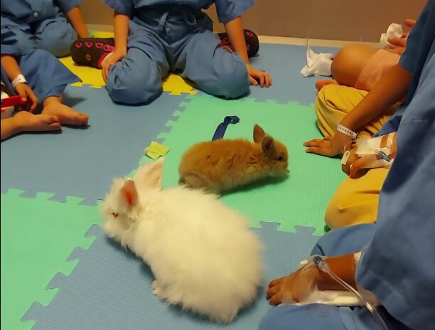 Los internados en el hospital de Heredia jugaron con conejos
