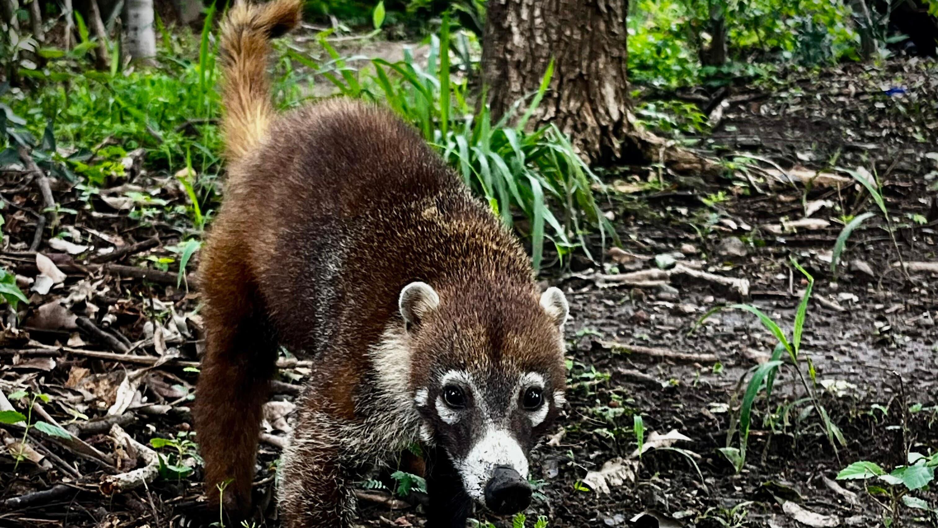 Catarata Llanos del Cortés es un proyecto Eco-Turístico de la Municipalidad de Bagaces.