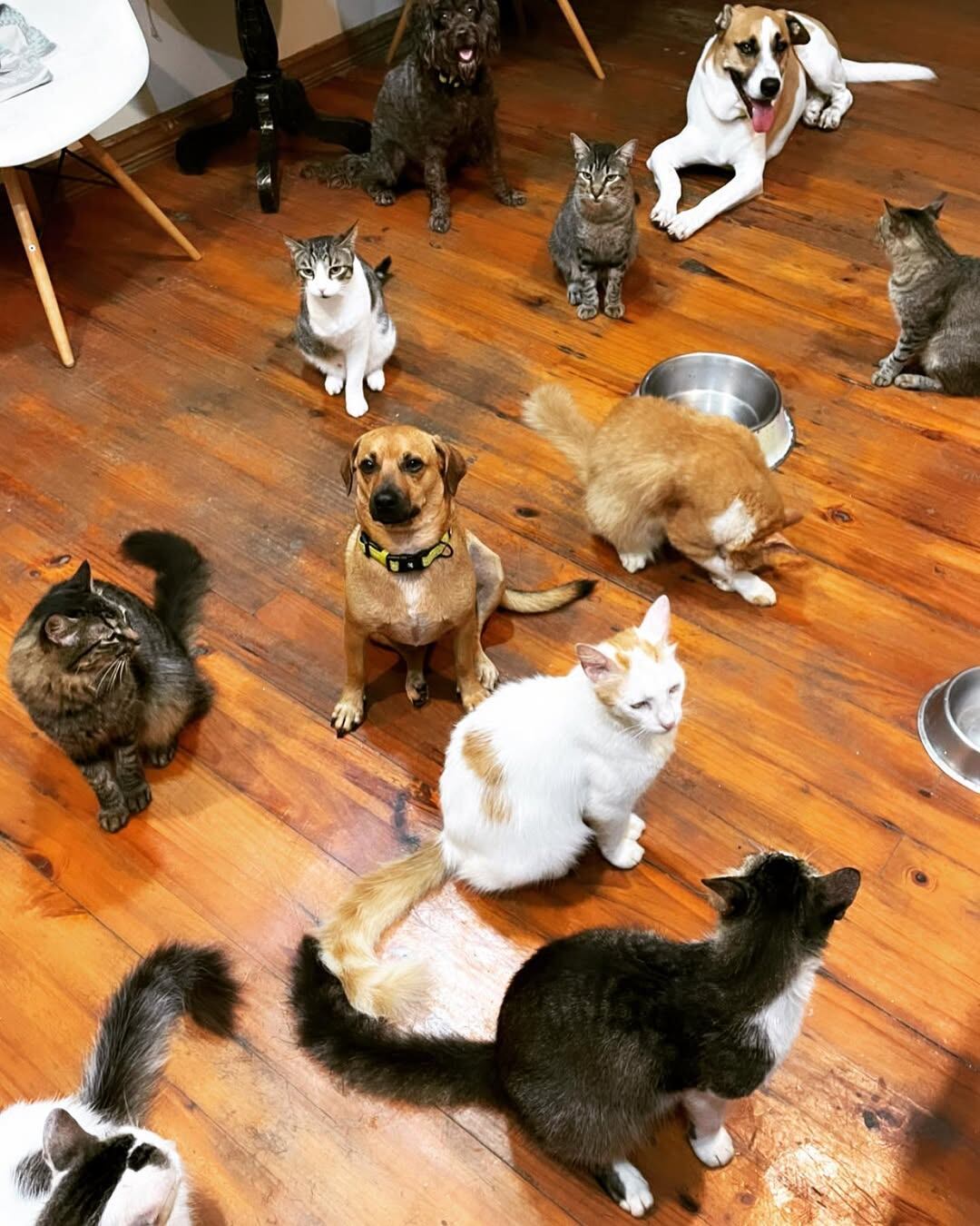 Foto de varios gatos y perros en una casa con suelo de madera