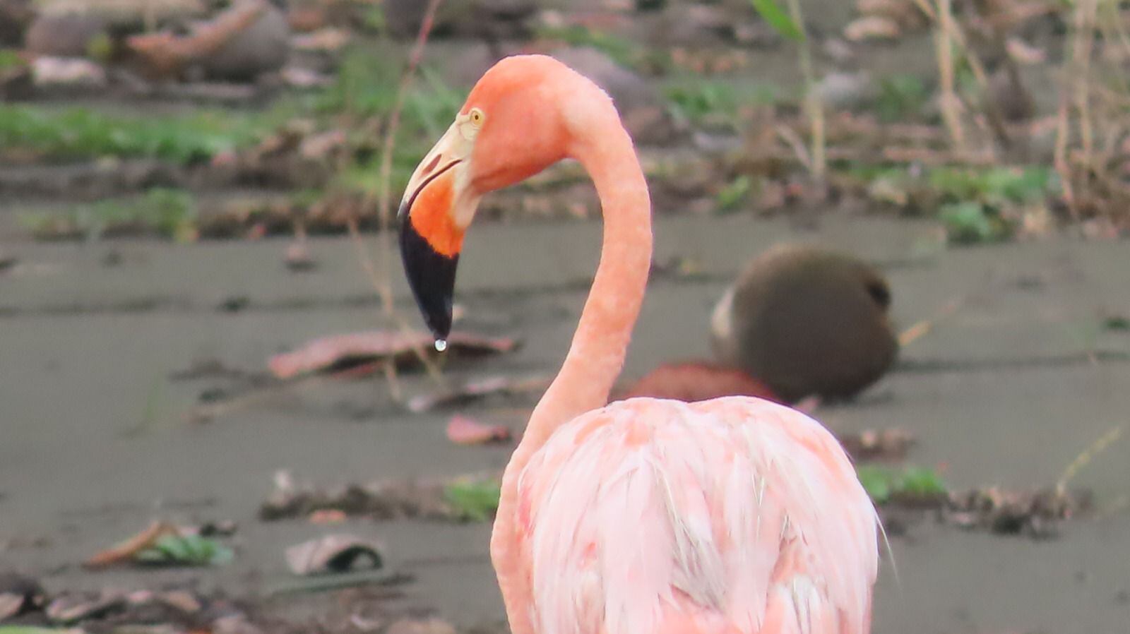 Flamencos en Costa Rica
