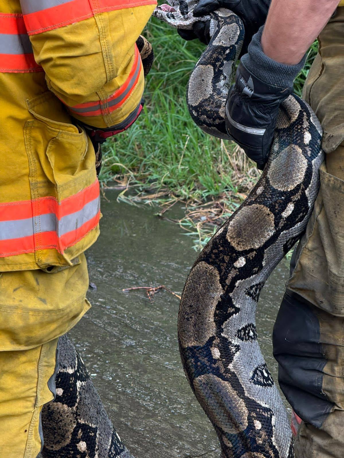 Boa constrictor aparece en Tibás