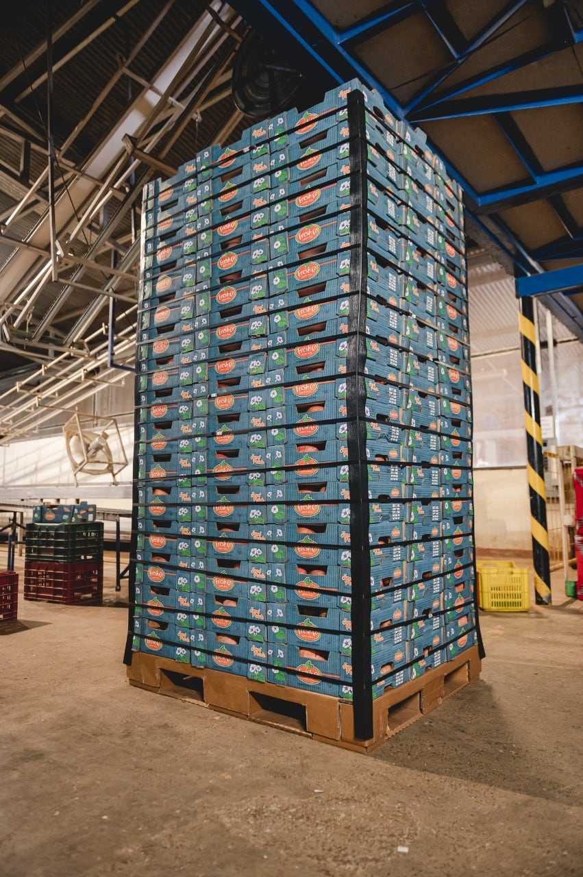 TropiFoods, una empresa nacional que exporta camote naranja a Francia, ese un caso de éxito del programa “Descubre”, una alianza público- privada que une al ministerio de Comercio Exterior (COMEX), el Ministerio de Agricultura y Ganadería (MAG) y la Promotora del Comercio Exterior (PROCOMER) con apoyo de CINDE y el Sistema de Banca para el Desarrollo.