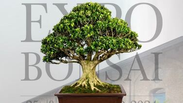 Sea parte de la Expo Bonsai y conozca su aporte a la salud mental