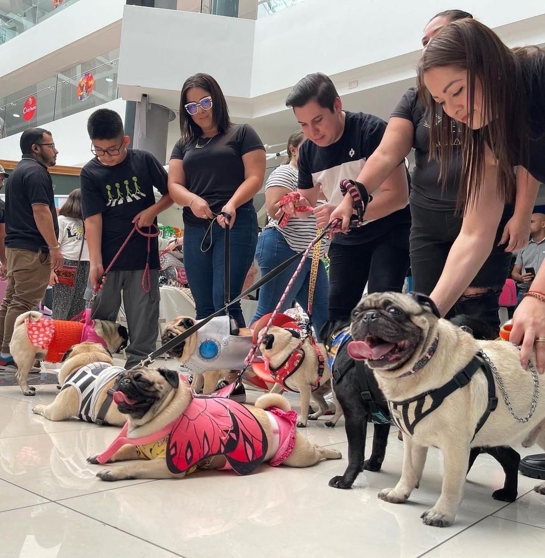 (Foto: Petchella Fest)