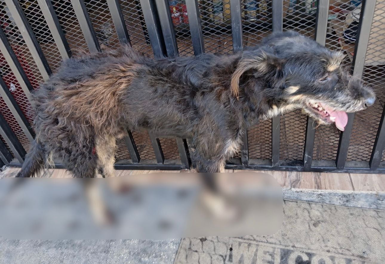 Un motociclista arrastró a un perro atado a su vehículo en Horquetas de Sarapiquí.