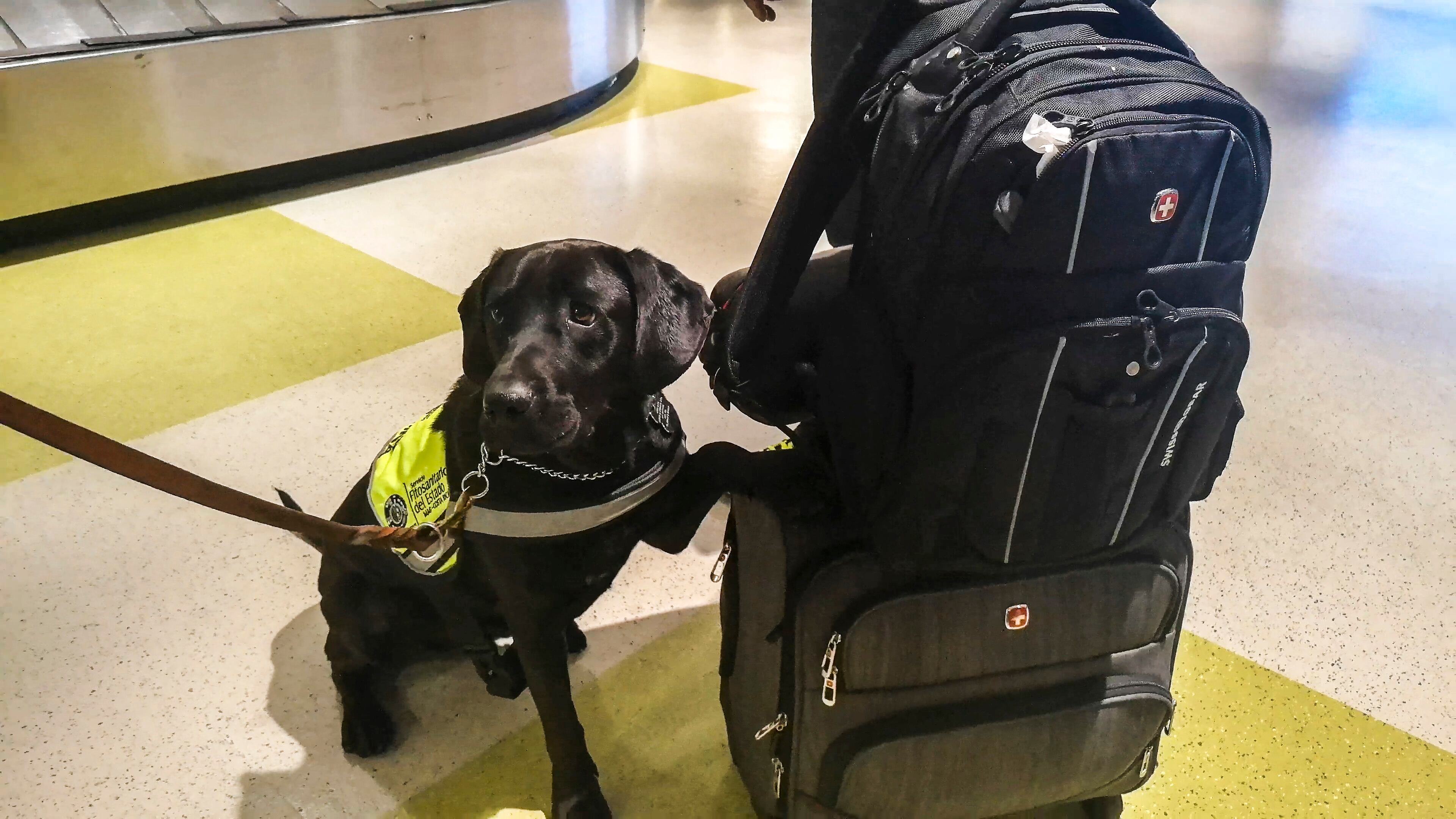 Quiko y Rackun, son los dos primeros perros en la historia de Costa Rica que trabajan como oficiales del Servicio Fitosanitario del Estado para detectar en en aeropuertos y fronteras la entrada ilegal de vegetales, frutas y semillas.