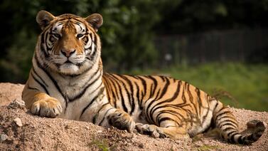 Adiestrador Ryan Easley muere atacado por un tigre delante de su esposa e hija en Estados Unidos