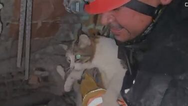 “Nadie se queda atrás”: el emotivo rescate de un gatito por bomberos ticos en Venezuela