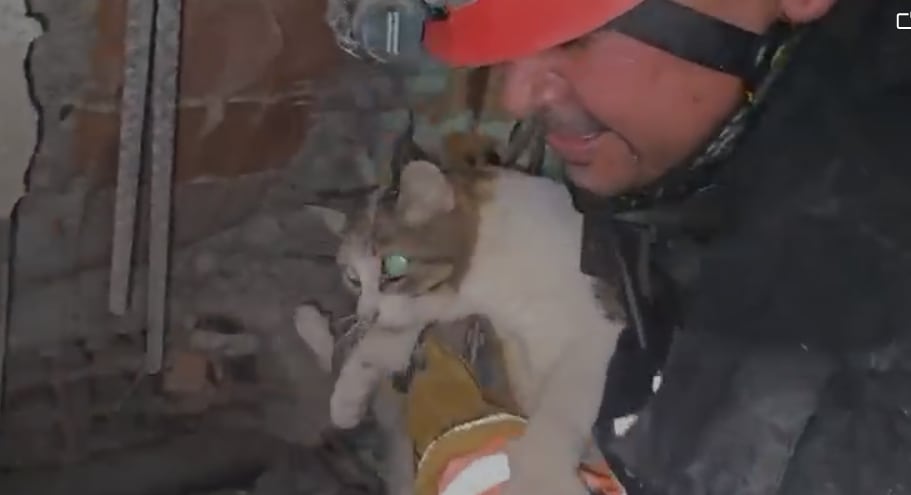 Bomberos de Costa Rica salvan a gato atrapado en los escombros en Venezuela