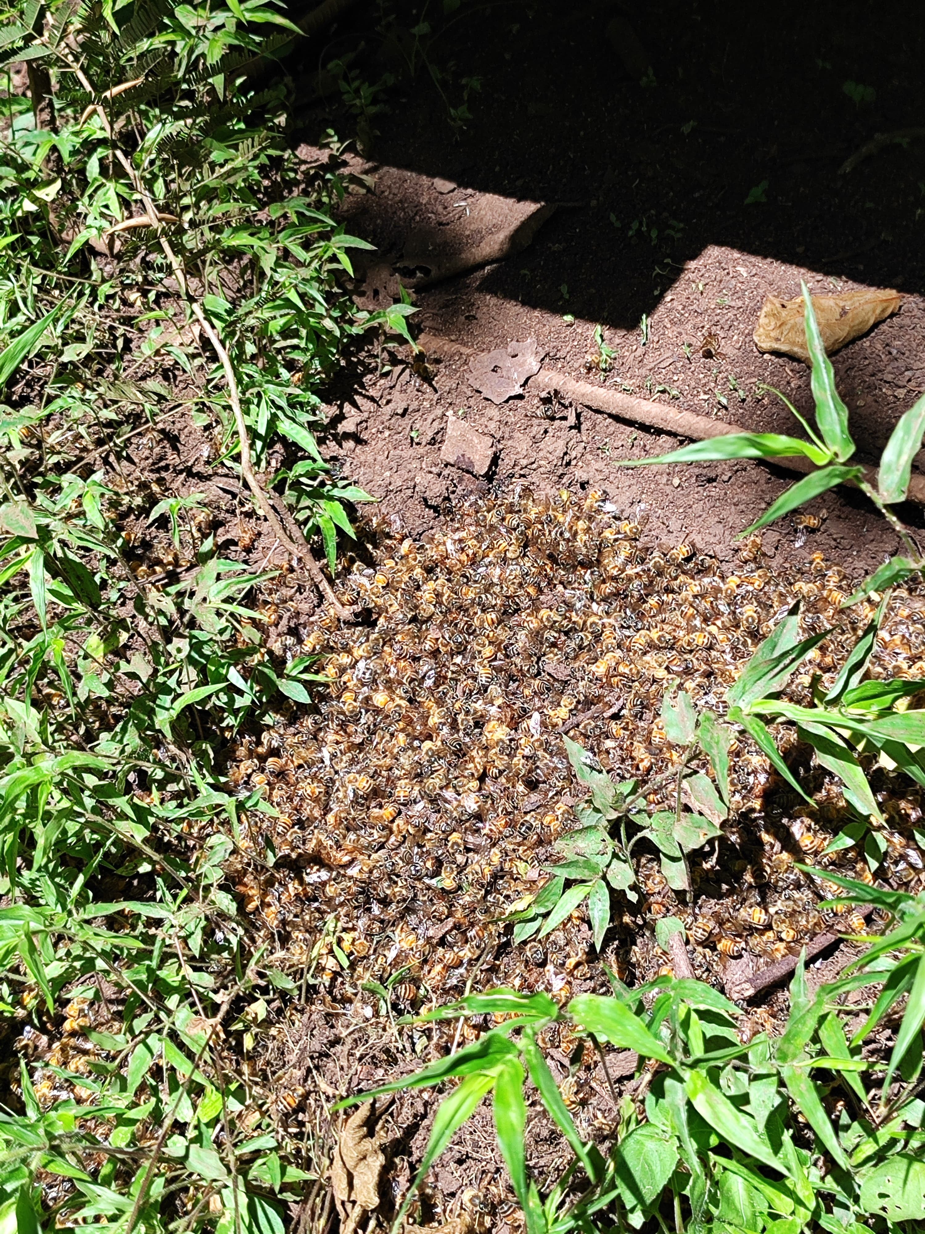 Los apicultores en Lepanto e Isla Venado están preocupados por la muerte masiva de abejas.