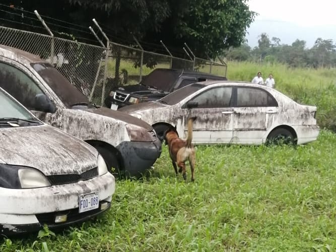 Zeus es un perro profesional detectando explosivos, de hecho, uno de los más experimentados del país, además, es un puro amor y ternura