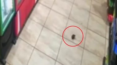Cámaras captaron explosión de granada que hombres lanzaron dentro de licorera en San Carlos