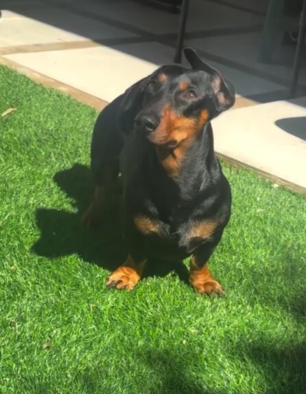 Omar Cascante y su perro Aldo.