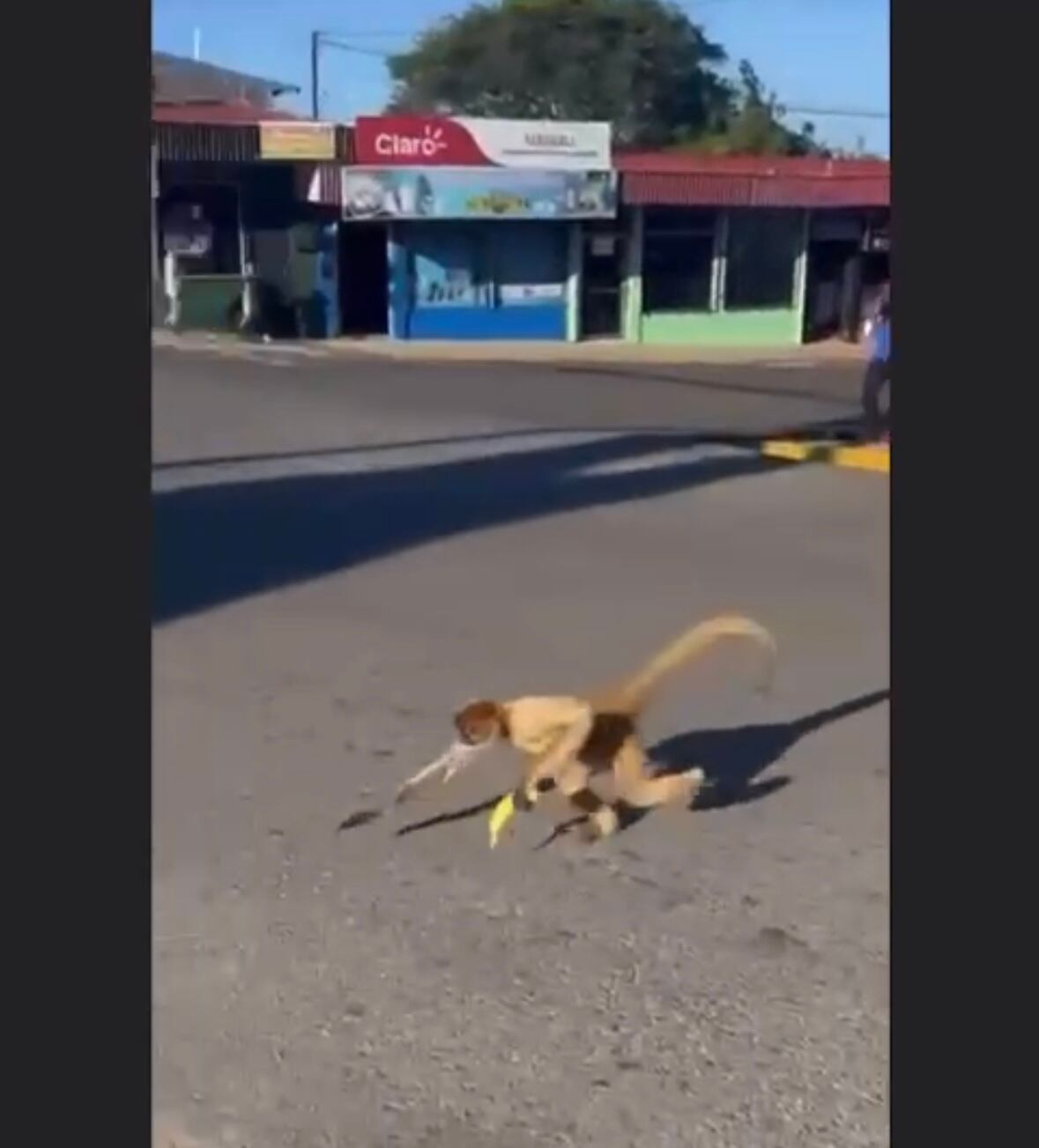 Mono araña robó de banano