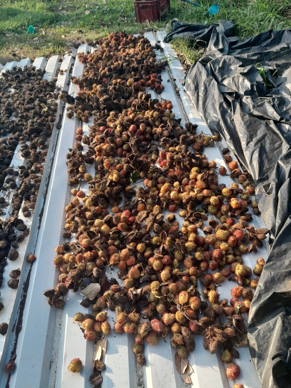 Doña María de los Ángeles Chaves Castro, vecina de El Pavón en Los Chiles, pegando con nuestra frontera Norte, se decidió a tener un negocito de producción de achiote hace dos años, cuando tenía 60.