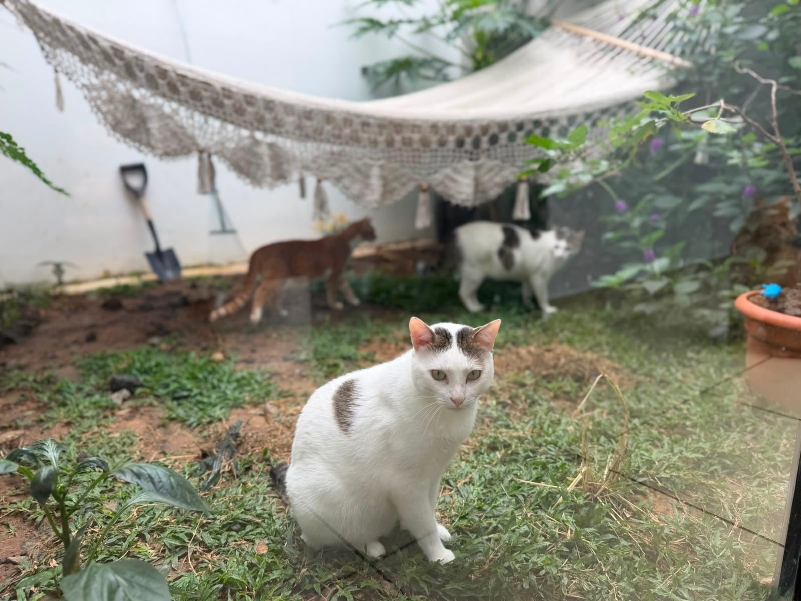 El gatico Angelito fue rescatado en Isla Venado por Yerling Villalobos de la asociación proanimales Valentino Zaguate cuando apenas era un bebé. Hoy vive en Alajuelita rodeado de amor