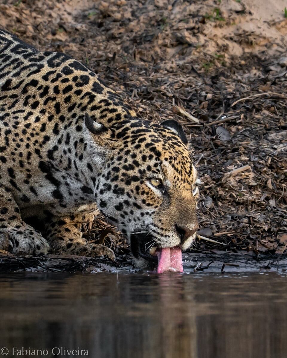 Fotógrafo revela la historia detrás de la impactante imagen de un jaguar y una anaconda en plena lucha
