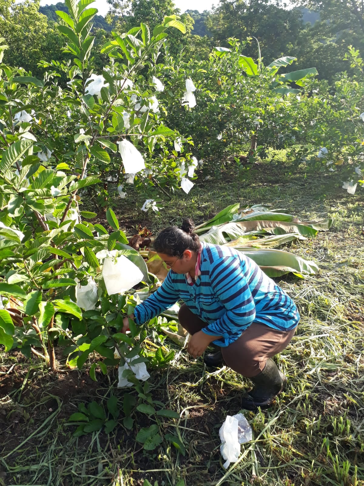 Noilyn Barrantes es una agricultora de Paquera que exportará cacao a Inglaterra.