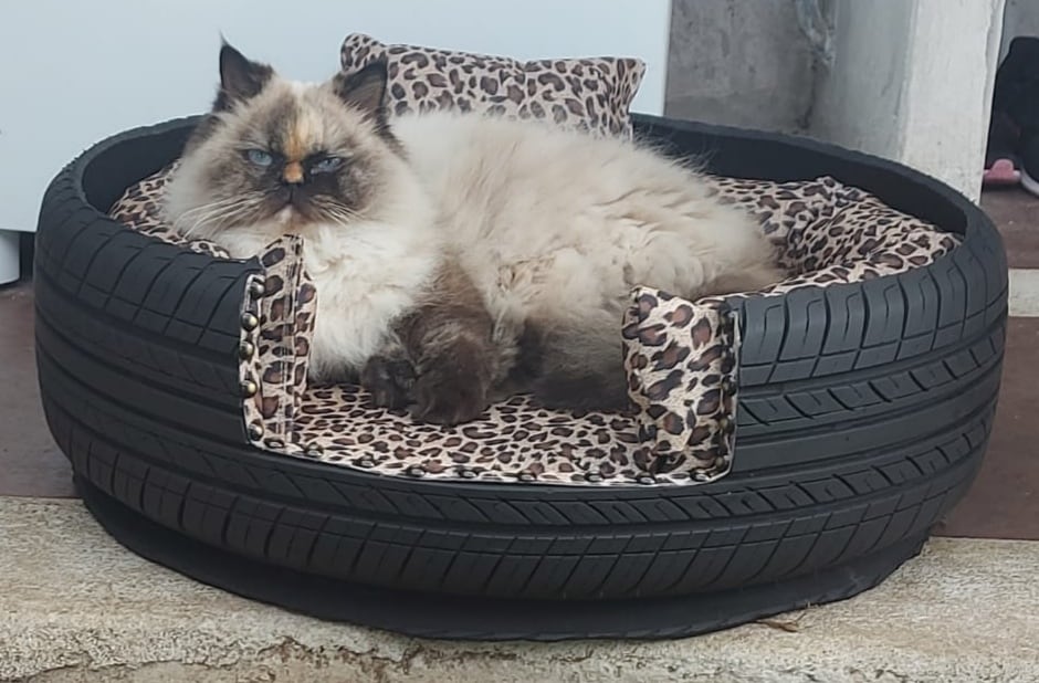 Familia pulseadora y creativa conozca el negocito que ofrece camitas de llantas para peluditos