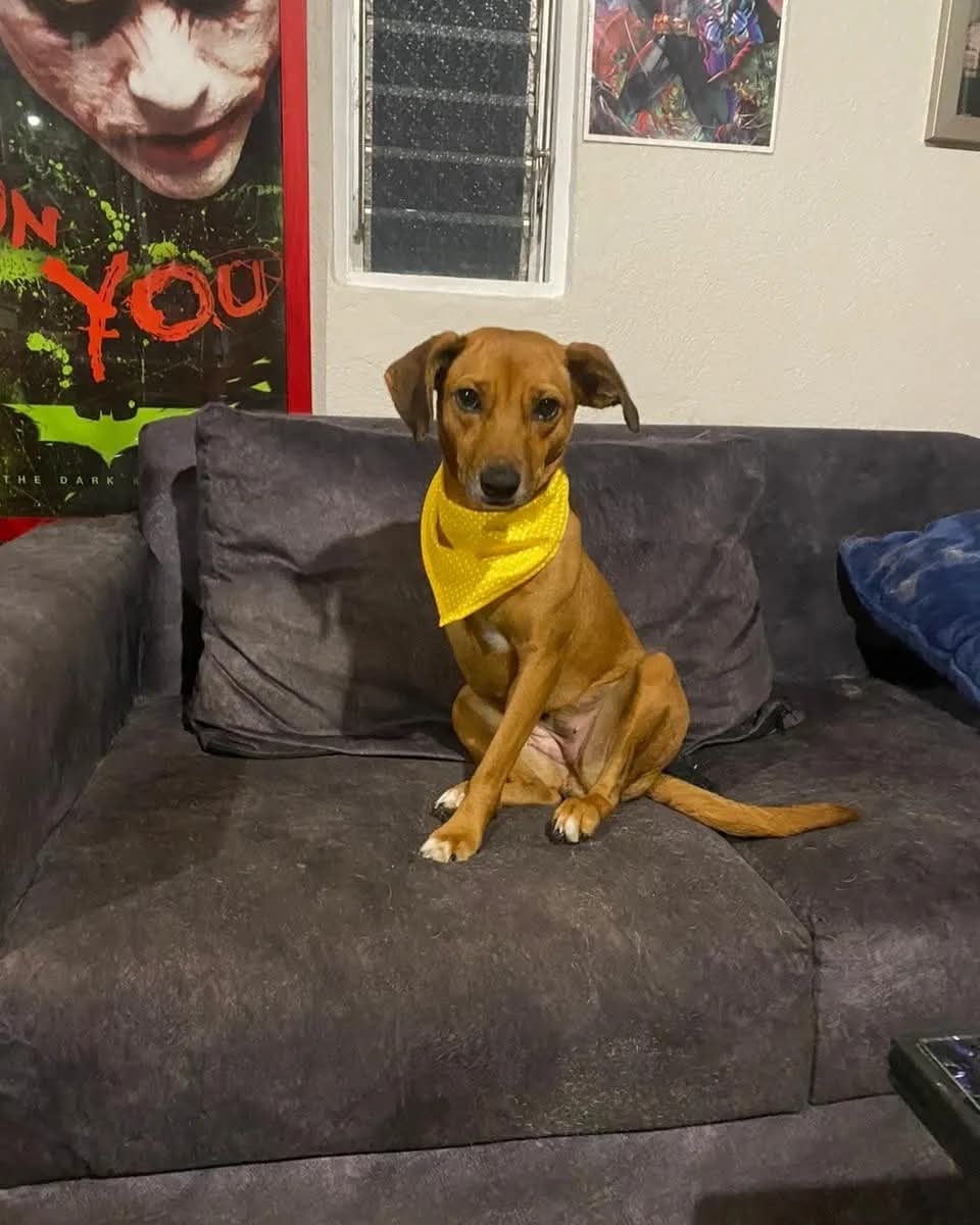 En la casa de José Luis Valverde Valverde, de 38 años, las limitaciones no existen. Allí viven cuatro perros y un gato, pero dos de ellos (Manita y Chonky) son la prueba viviente de que la vida siempre encuentra la forma de seguir adelante.