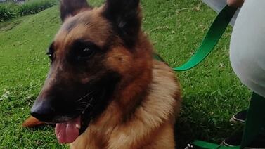 Perro que provocó muerte de chiquito podría tener un nuevo hogar muy pronto