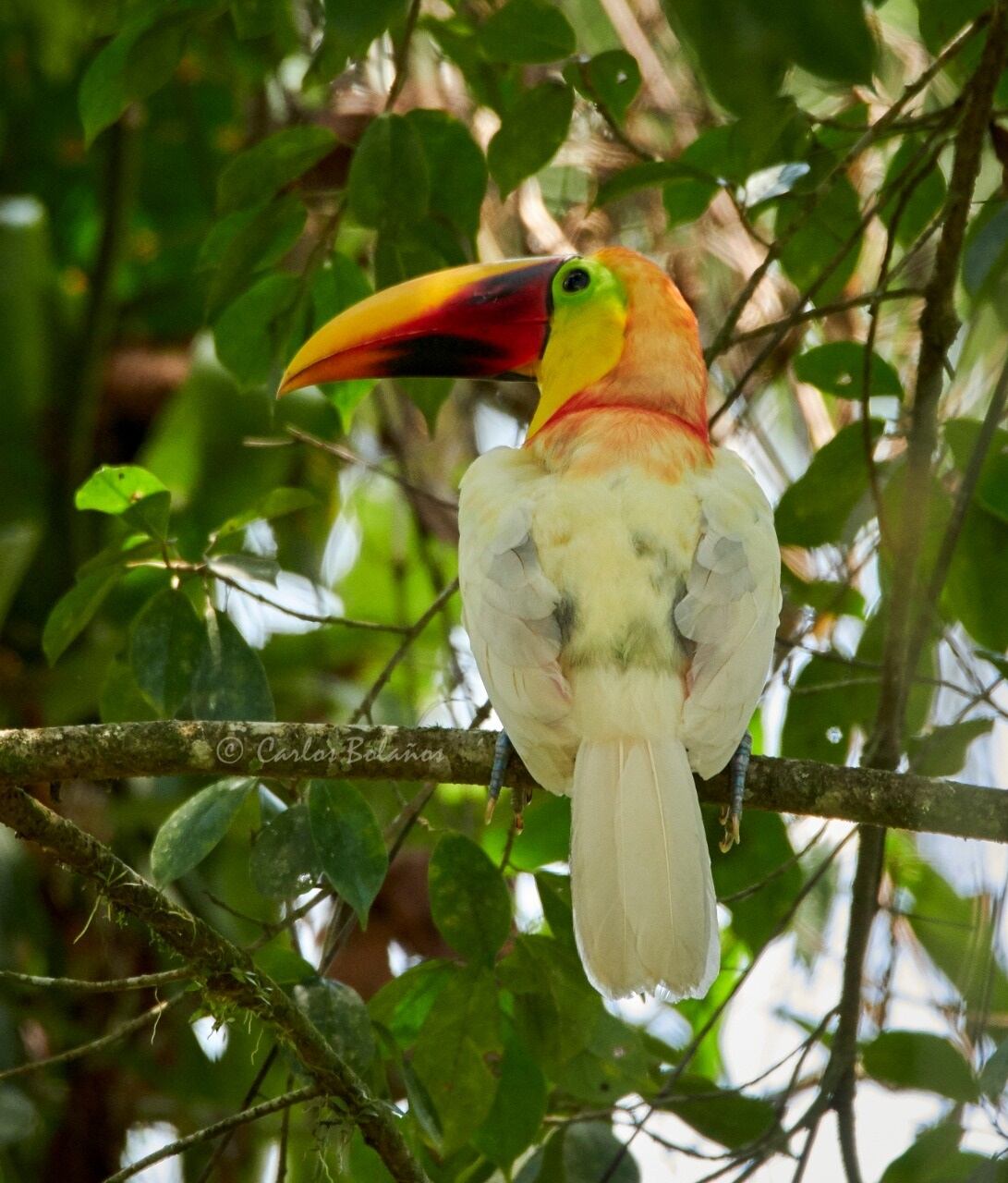 ¡Es real! Logran fotografías un tucán blanco en Guápíles