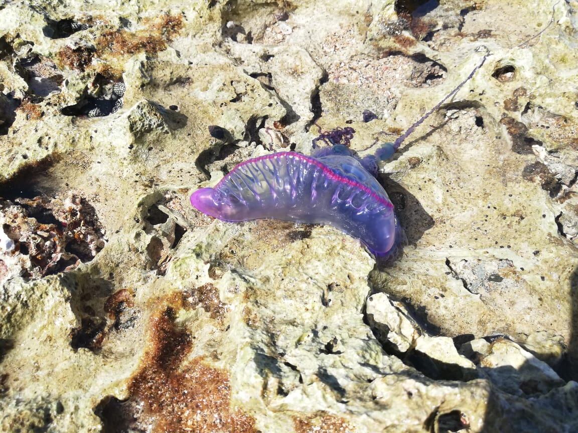 Las aguas malas se comienzan a reportar en Puerto Viejo. Tenga mucho cuidado porque tienen un veneno que le provoca un gran dolor al ser humano y en casos muy raros han provocado hasta la muerte.