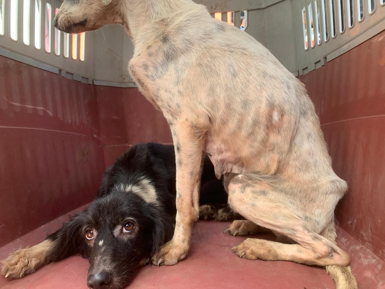 OIJ decomisa 26 perros y 4 gatos por caso de crueldad animal.