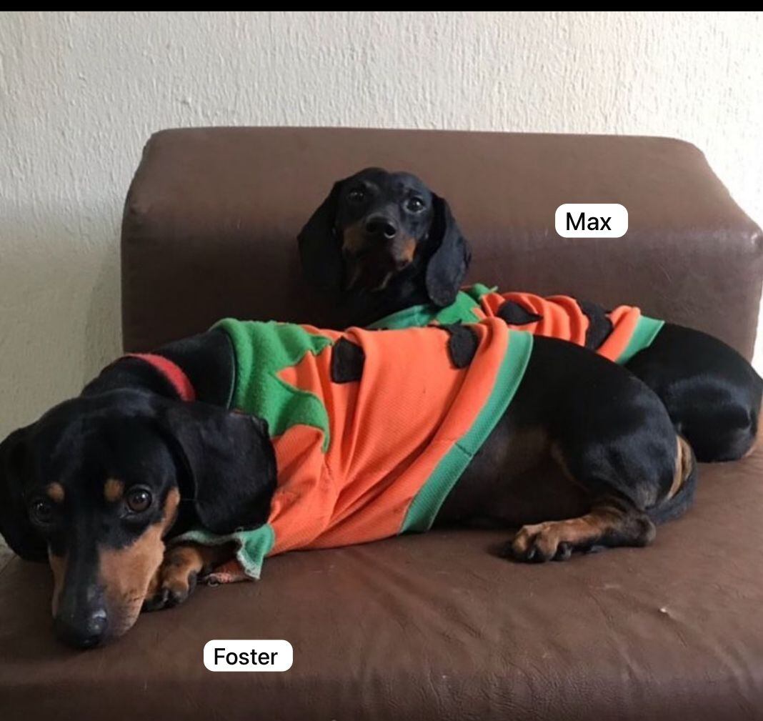 Max y Foster, perro extraviado, Luana Prado