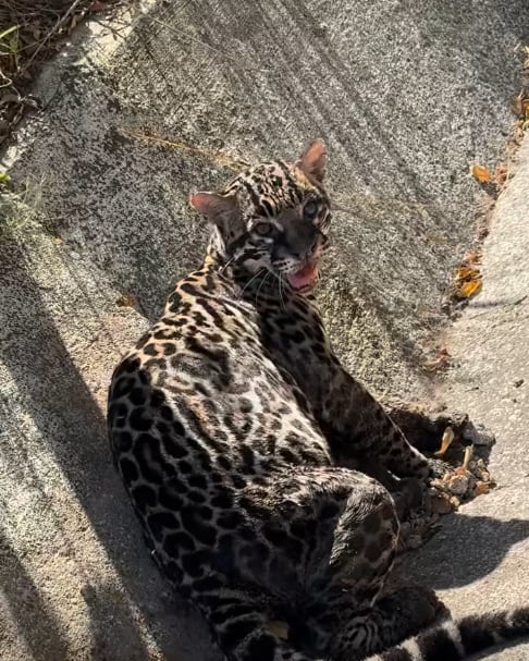 Un manigordo sufrió una dolorosa muerte luego de ser atropellado en la ruta 1, a la altura de Cañas, Guanacaste. Foto: Captura de video Centro de Rescate y Santuario Las Pumas