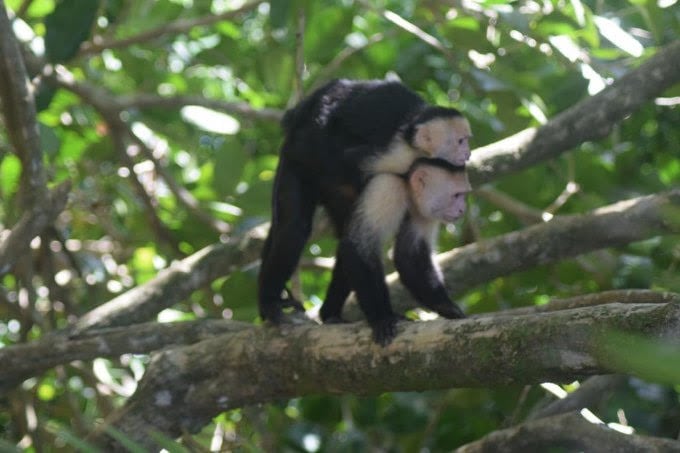 Parque Nacional Manuel Antonio