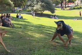 Municipalidad de Vásquez de Coronado reacciona ante los “convivios therian” y toma esta decisión