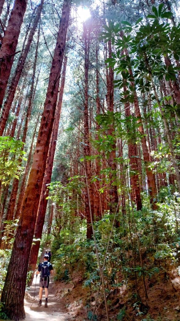 Bosque de Prusia. Foto: Cortesía