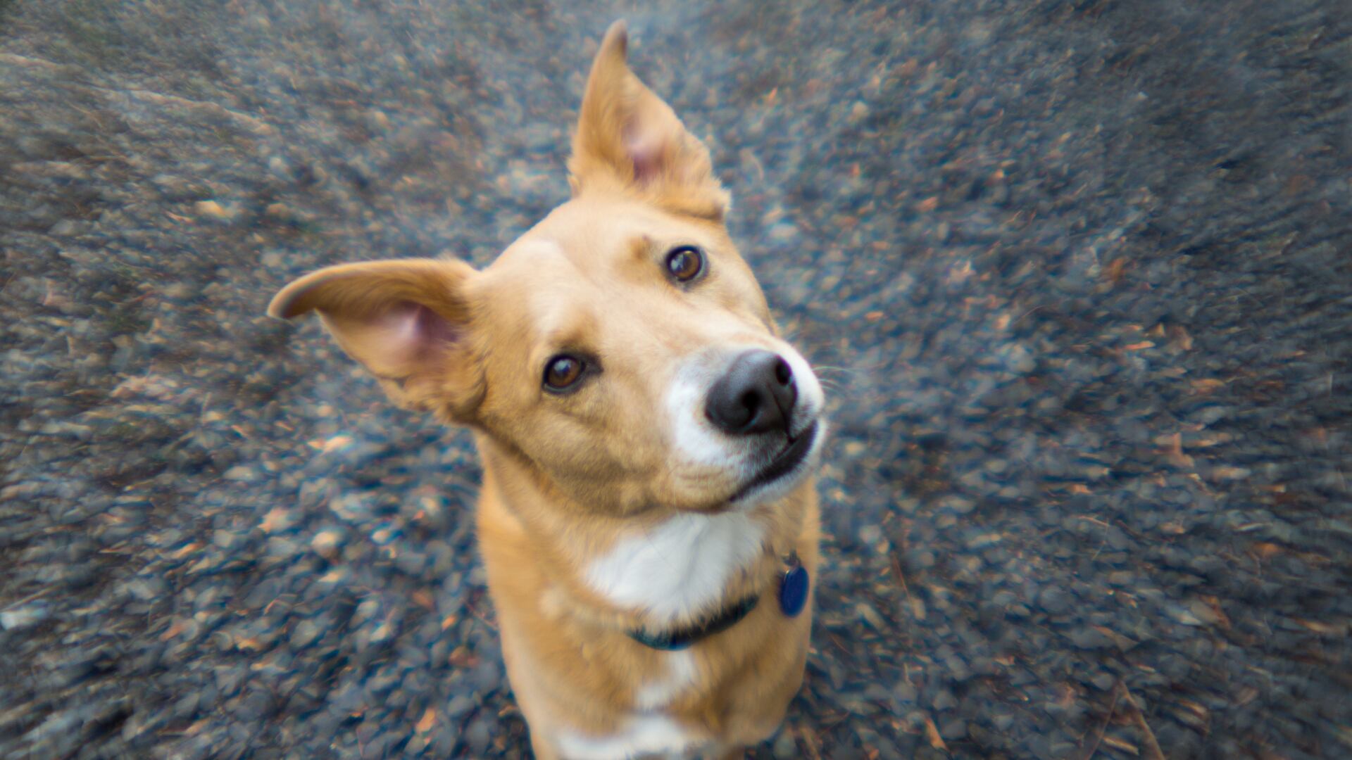 Los humanos hablan más lento con los perros, lo que mejora la comprensión de las órdenes, según un estudio científico.